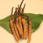 冬蟲夏草不能和什麼一起吃？