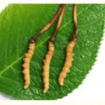 高血壓可以吃冬蟲夏草嗎？