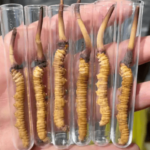 一天可以吃多少蟲草？