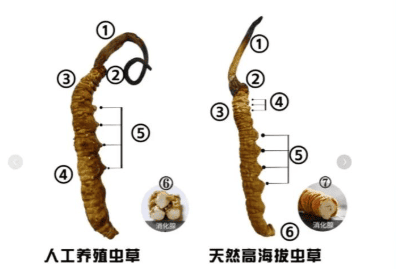 一兩冬蟲草有幾多條？