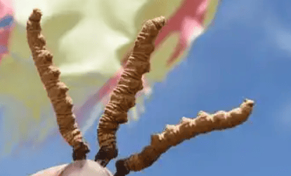 冬蟲夏草是蟲嗎​？