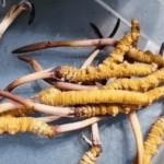 冬蟲夏草怎麼清洗？