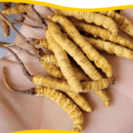 西藏蟲草有什麼功效？