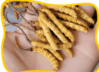 西藏蟲草有什麼功效？