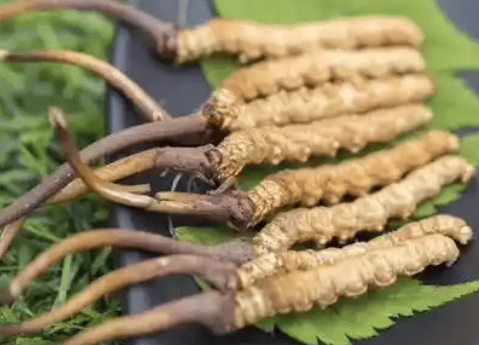 甲狀腺可以吃冬蟲夏草嗎？