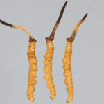 冬蟲夏草晚上吃有效嗎？