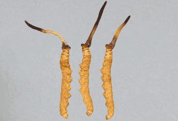 冬蟲夏草晚上吃有效嗎？