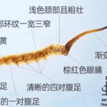 冬蟲夏草要洗嗎？