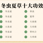 冬蟲夏草的十大功效與食用建議