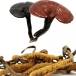 蟲草和靈芝可以一起吃嗎？