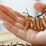 冬蟲夏草煲幾耐？