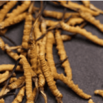 冬蟲夏草補什麼？