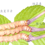 冬蟲夏草是素的嗎？
