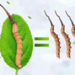 冬蟲夏草有副作用嗎？