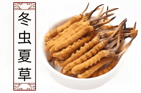 冬蟲夏草膠囊與原草有何不同？