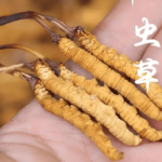 名人也吃冬蟲夏草？