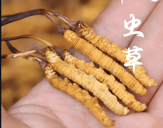 名人也吃冬蟲夏草？