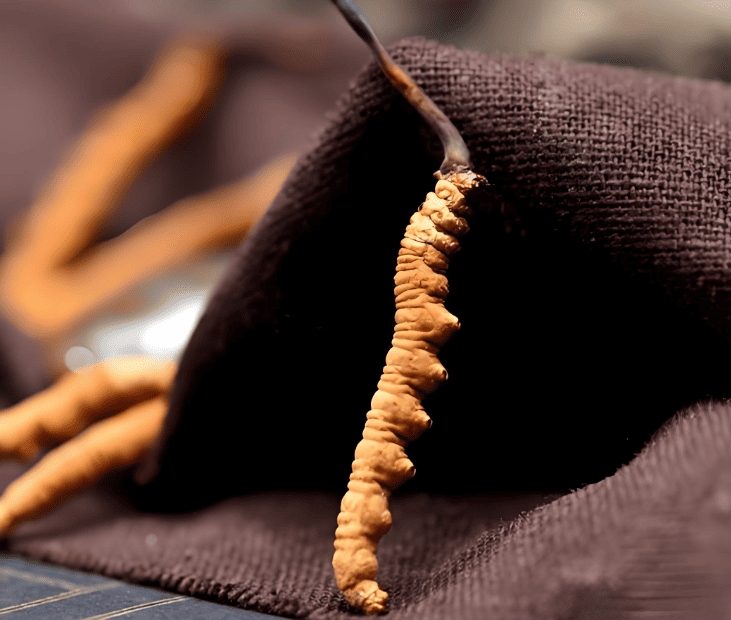 蟲草為何如此珍貴？