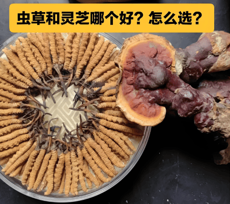 冬蟲夏草和靈芝哪個效果好