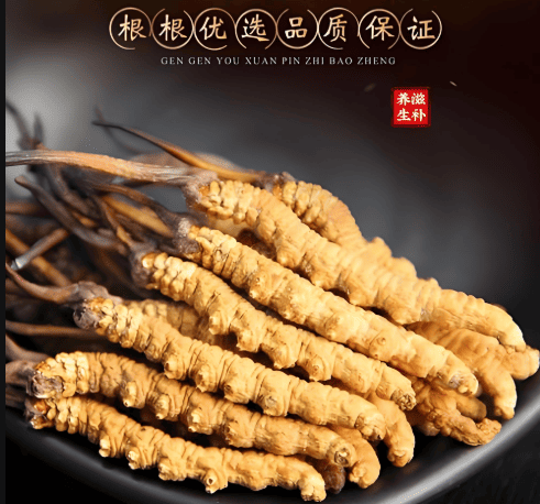 哪些地方冬蟲夏草最正宗