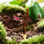 冬蟲夏草是什麼？