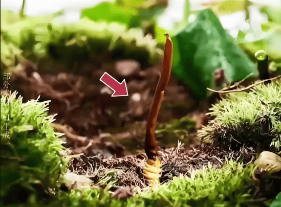 冬蟲夏草是什麼？