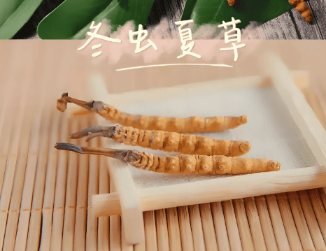 冬蟲夏草對肺部的功效