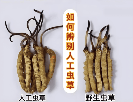 野生冬蟲夏草 vs 養殖蟲草