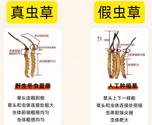 如何鑑別真品冬蟲夏草