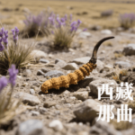 冬蟲夏草的來源地比較