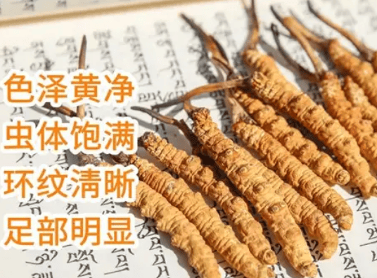 如何正確食用冬蟲夏草？