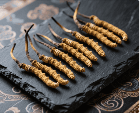 冬蟲夏草有哪些品種