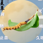 冬蟲夏草與補腎功效
