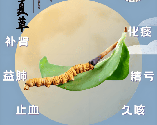 冬蟲夏草與補腎功效