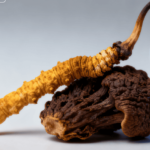 冬蟲夏草能增強免疫力