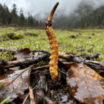 冬蟲夏草生長環境