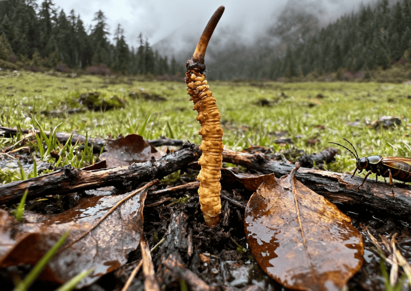 冬蟲夏草生長環境
