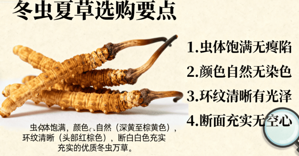 冬蟲夏草選購指南