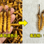 冬蟲夏草價格揭秘