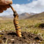 為什麼冬蟲夏草被稱為軟黃金