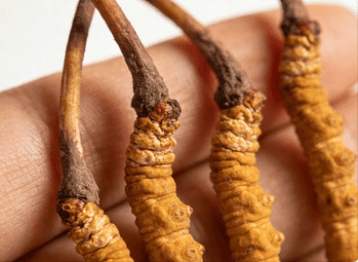 冬蟲夏草怎麼吃