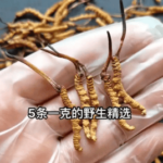 冬蟲夏草怎麼挑