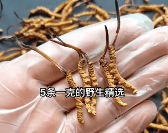 冬蟲夏草怎麼挑