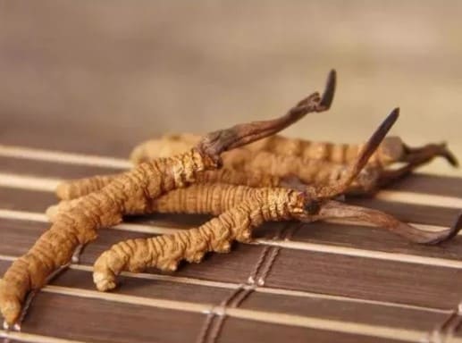 冬蟲夏草一克多少錢