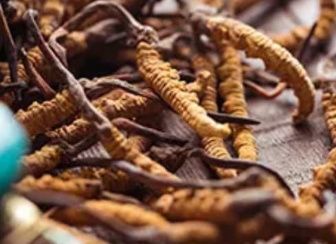 冬虫夏草一克多少钱