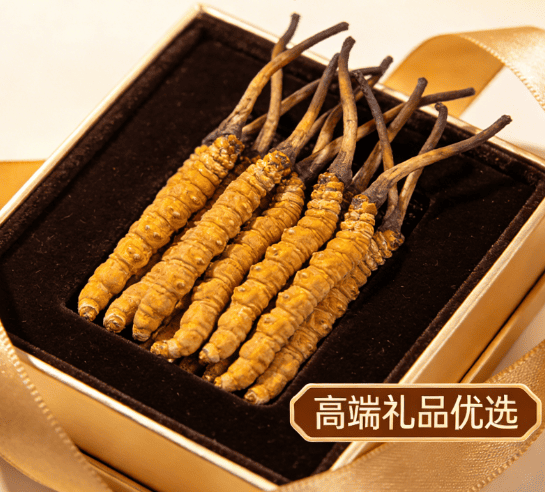 冬蟲夏草 禮盒