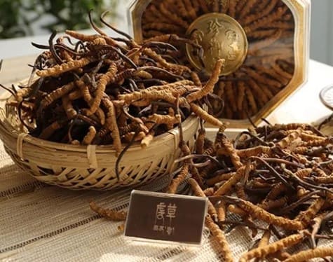 冬虫夏草对男性的功效
