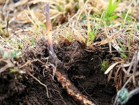 冬虫夏草哪里买