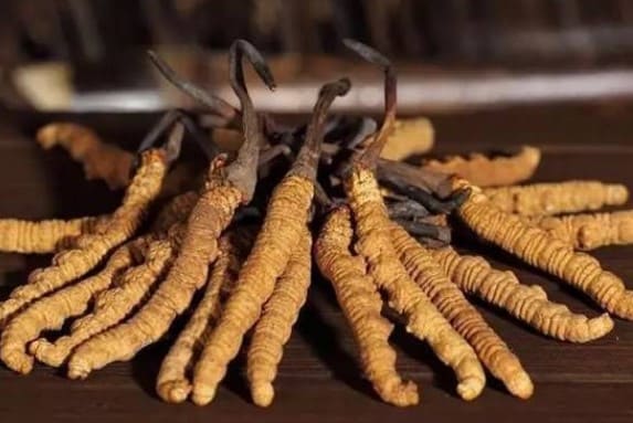 冬虫夏草哪里买