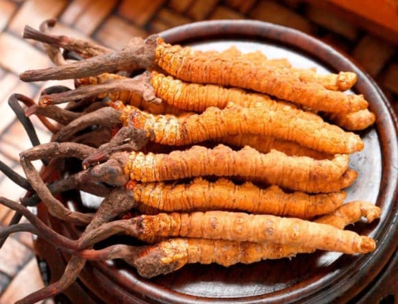 冬蟲夏草哪裡買